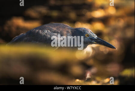 Airone di lava (Butorides sundevalli) sulla riva, Galapagos. Specie endemiche. Foto Stock