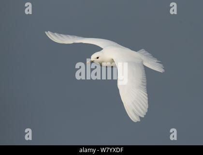 Gabbiano avorio (Pagophila eburnea) in volo, Storfjorden, Svalbard, Norvegia, Giugno. Foto Stock