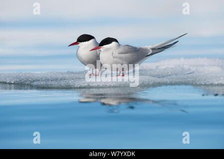 Due le sterne artiche (Sterna paradisaea) in piedi sul ghiaccio, Storfjorden, Svalbard, Norvegia, Giugno. Foto Stock