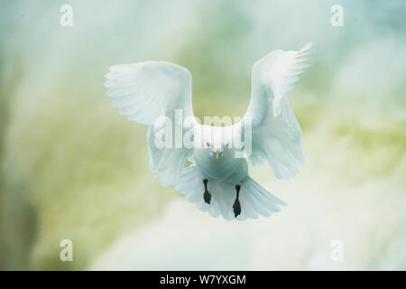 Gabbiano avorio (Pagophila eburnea) in volo, vista frontale, Svalbard, Norvegia, Luglio. Foto Stock