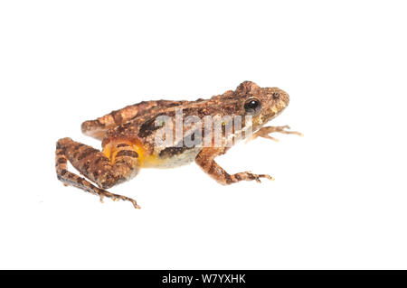 Cricket meridionale (rana Acris gryllus) Oxford, Mississippi, STATI UNITI D'AMERICA, Aprile. Progetto Meetyourneighbors.net Foto Stock