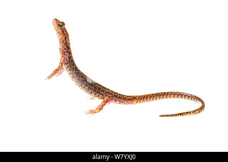 Long-tailed salamander (Eurycea longicauda) Tishomingo parco statale, Mississippi, STATI UNITI D'AMERICA, Aprile. Progetto Meetyourneighbors.net Foto Stock