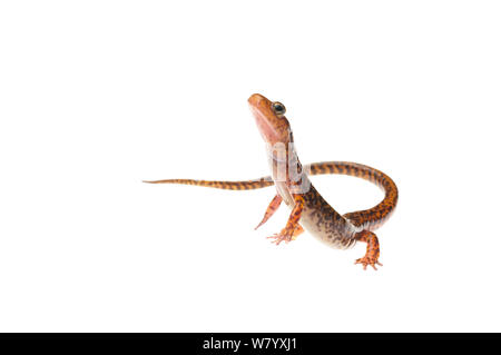 Long-tailed salamander (Eurycea longicauda) Tishomingo parco statale, Mississippi, STATI UNITI D'AMERICA, Aprile. Progetto Meetyourneighbors.net Foto Stock