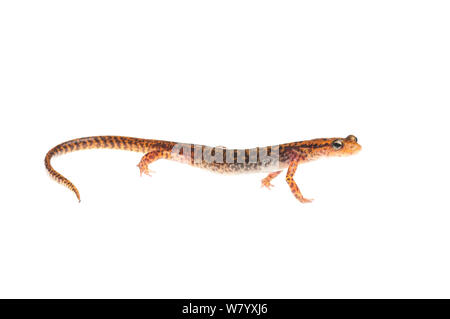 Long-tailed salamander (Eurycea longicauda) Tishomingo parco statale, Mississippi, STATI UNITI D'AMERICA, Aprile. Progetto Meetyourneighbors.net Foto Stock