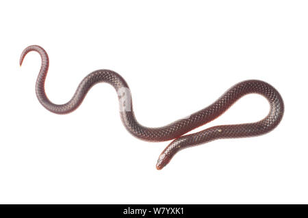 Worm orientale snake (Carphophis amoenus) Tishomingo parco statale, Mississippi, STATI UNITI D'AMERICA, Aprile. Progetto Meetyourneighbors.net Foto Stock