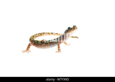 Salamandra verde (Aneides aeneus) Tishomingo parco statale, Mississippi, STATI UNITI D'AMERICA, Aprile. Progetto Meetyourneighbors.net Foto Stock