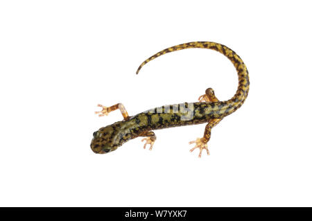 Salamandra verde (Aneides aeneus) Tishomingo parco statale, Mississippi, STATI UNITI D'AMERICA, Aprile. Progetto Meetyourneighbors.net Foto Stock