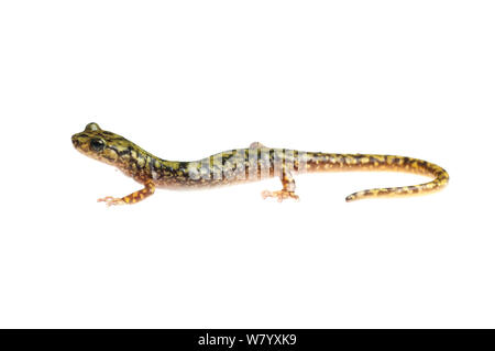 Salamandra verde (Aneides aeneus) Tishomingo parco statale, Mississippi, STATI UNITI D'AMERICA, Aprile. Progetto Meetyourneighbors.net Foto Stock