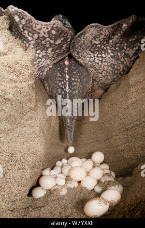 Tartaruga Liuto (Dermochelys coriacea) femmina che stabilisce la sua frizione di uova, Jamursbamedi, Papua occidentale, in Indonesia. Foto Stock