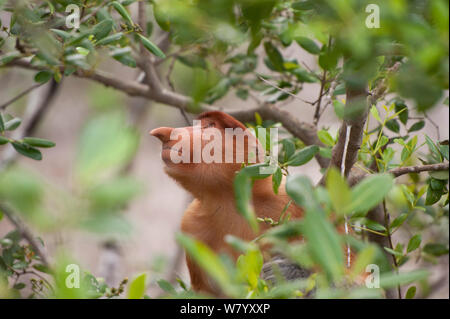 Proboscide di scimmia (Nasalis larvatus) di mangrovie cercando, Borneo. Foto Stock