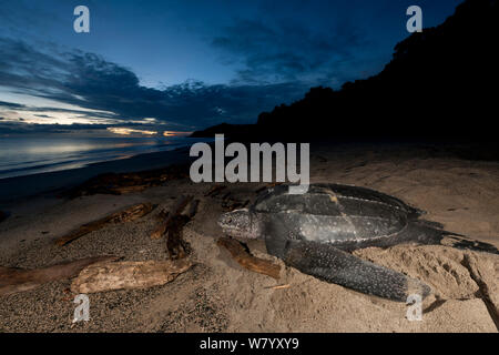 Tartaruga Liuto (Dermochelys coriacea) nesting femmina sulla spiaggia. Jamursbamedi, Papua Occidentale, Irian Jaya, Indonesia. Foto Stock