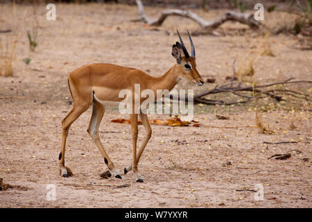 Junvenile comune maschio impala camminando Riserva Selous, Tanzania Foto Stock