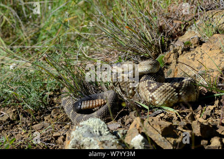 Nero-tailed rattlesnake (Crotalus molossus) con mosche sulla testa, Arizona, USA, settembre. Condizioni controllate.
