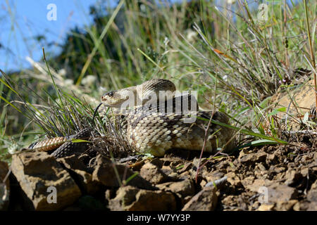 Nero-tailed rattlesnake (Crotalus molossus) degustazione aria, Arizona, USA, settembre. Condizioni controllate