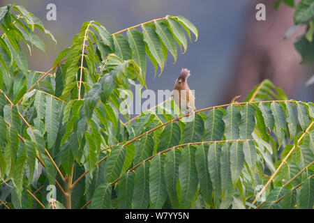 Rusty-fronteggiata barwing (Actinodura egertoni) arroccato. Montagna Jailigong Riserva Naturale Nazionale, Yunnan, Cina, febbraio. Foto Stock