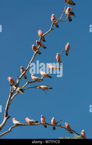 Gregge di Galah cacatua (Eolophus roseicapilla) arroccato nella struttura ad albero, Territorio del Nord, l'Australia. Foto Stock