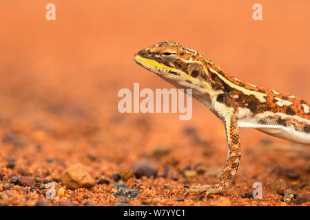 Drago militare lizard (Ctenophorus isolepis gularis) Territorio del Nord, l'Australia. Foto Stock