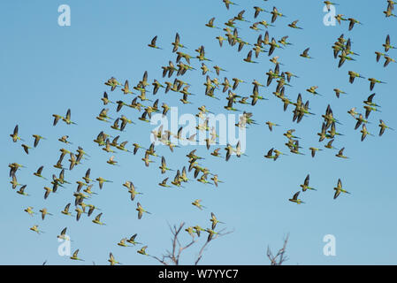 Gregge di pappagalli (Melopsittacus undulatus) in volo, Territorio del Nord, l'Australia. Foto Stock