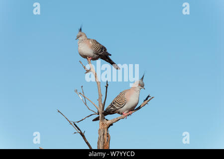Crested piccioni (Ocyphaps lophotes) arroccato su di intoppo, Territorio del Nord, l'Australia. Foto Stock