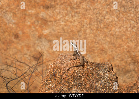 A becco lungo lucertola drago (Amphibolurus longirostris) masso di granito presso i diavoli marmi, Territorio del Nord, l'Australia. Foto Stock
