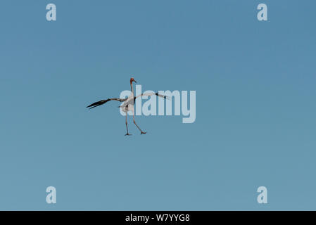 Gru Sarus (Grus antigone) in volo, altopiano di Atherton, Queensland, Australia. Foto Stock