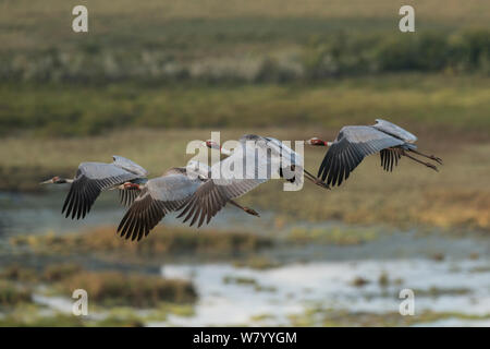 Gru Sarus (Grus antigone) in volo su Bromfield palude, altopiano di Atherton, Queensland, Australia. Foto Stock