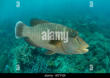 Maschio adulto Un pesce napoleone (Cheilinus undulatus) in la barriera corallina, la Grande Barriera Corallina, Queensland, Australia. Foto Stock