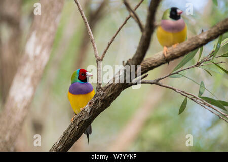 Gouldian finches (Erythrura gouldiae) red head maschio e nero femmina con testa, appollaiato sul ramo, Mareeba Aeroporto, Queensland, Australia. Foto Stock