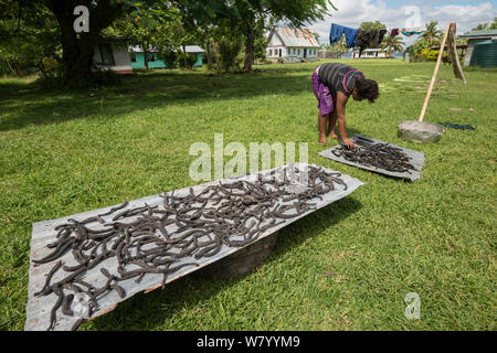Cetrioli di mare (Holothuroidea) lessati e ora di essiccazione al sole, Kavewa Isola, Provincia di Macuata, Figi, South Pacific. Agosto 2013 Foto Stock