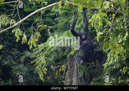 Bonobo (Pan paniscus) femmina adulti e giovani brachiating attraverso gli alberi, Lola ya Bonobo Santuario, Repubblica Democratica del Congo.