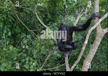 Bonobo (Pan paniscus) femmina adulta e tre settimane vecchio baby nella struttura ad albero, Lola ya Bonobo Santuario, Repubblica Democratica del Congo.