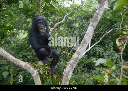 Bonobo (Pan paniscus) giovane nella struttura ad albero, Lola ya Bonobo Santuario, Repubblica Democratica del Congo. Foto Stock