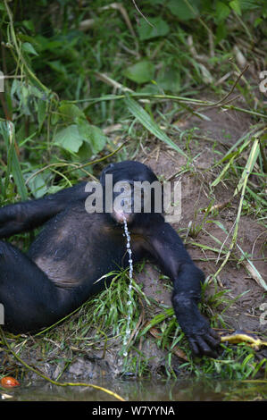 Bonobo (Pan paniscus) giocando con acqua, Lola Ya Bonobo Santuario, Repubblica Democratica del Congo. Foto Stock