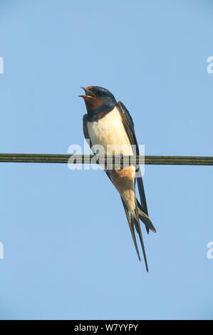 Barn swallow (Hirundo rustica) maschio adulto appollaiato sul filo, Piccardia, Francia, giugno. Foto Stock