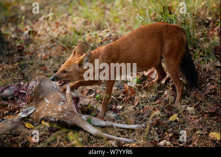 Dhole (Cuon alpinus) femmina alimentazione su Chital cervi (asse asse) Bandhavgarh National Park, India. Foto Stock