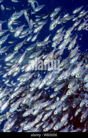 Silversides (Atherinops affinis) scolarizzazione, Sinai, Egitto, Mar Rosso Foto Stock