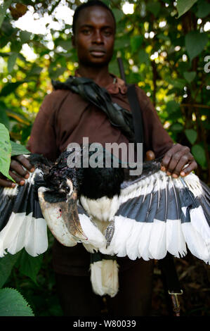 Bush cacciatore di carne con il bianco thighed hornbill (Bycanistes albotibialis) Cross River State, Nigeria. Foto Stock