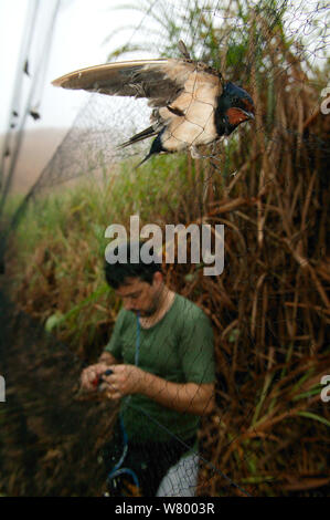 Rondini (Hirundo rustica) catturati in net dal ricercatore per lo squillo, Ebakken, Nigeria. Foto Stock