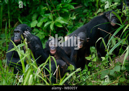 Gruppo di Bonobos (Pan paniscus) Lola Ya Bonobo Santuario, Repubblica Democratica del Congo. Foto Stock