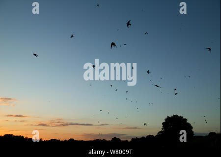 Stormo di rondini (Hirundo rustica) volando sul campo di grano al tramonto durante la migrazione, Francia. Settembre. Foto Stock