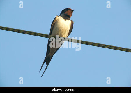 Maschio adulto Barn swallow (Hirundo rustica) arroccato su un filo, Piccardia, Francia, giugno. Foto Stock