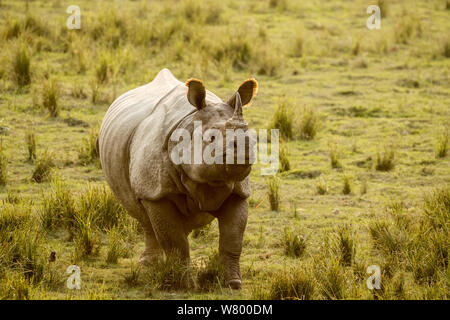 Il rinoceronte indiano (Rhinoceros unicornis), maschio, il Parco Nazionale di Kaziranga, Assam, India Foto Stock