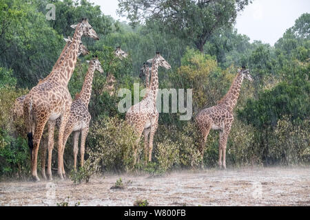 Masai giraffe (Giraffa tippelskirchi cameleopardalis) allevamento sotto la pioggia, Masai-Mara Game Reserve, Kenya Foto Stock