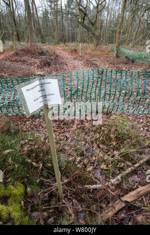 Pianta patogeno (Phytophthora ramorum) misure di controllo nel bosco. Leith Hill, Surrey. Inghilterra, Regno Unito. Giugno 2015. Foto Stock