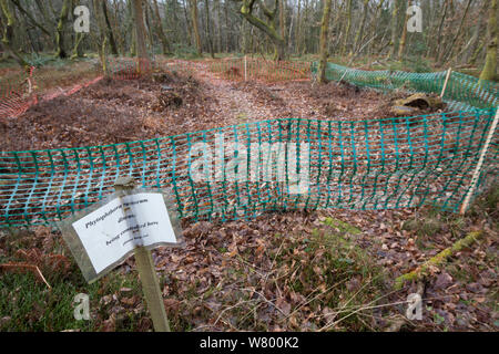 Pianta patogeno (Phytophthora ramorum) misure di controllo nel bosco. Leith Hill, Surrey. Inghilterra, Regno Unito. Giugno 2015. Foto Stock