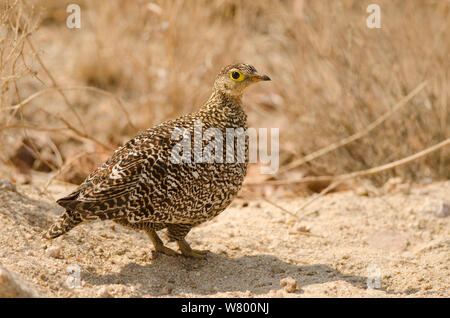 Doppio sandgrouse nastrati (Pterocles bicinctus) femmina, Kruger National Park, Sud Africa, Luglio. Foto Stock