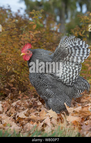 Bantam impedito di Plymouth Rock rooster sbattimenti ali nel tardo autunno fogliame, Middletown, Connecticut, Stati Uniti d'America. Foto Stock