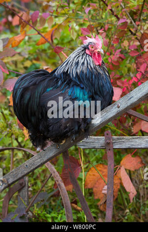 Bantam nero gallo cochin, appollaiato sul manico di legno del vecchio aratro a mano di Middletown, Connecticut, USA. Foto Stock