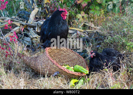 Nero bantam cochin rooster con hen, arroccato su una cornucopia paniere di giardino peperoni, Higganum, Connecticut, Stati Uniti d'America. Foto Stock