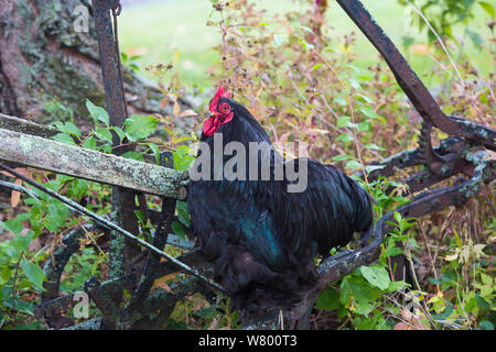 Il nero di cochin gallo bantam su antiche, legno-gestite aratro, Higganum, Connecticut, Stati Uniti d'America. Non-ex. Foto Stock